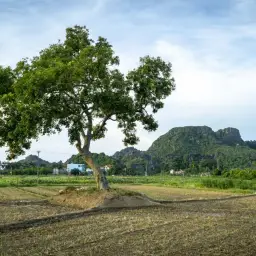 Hai Phong Hiking Tour: Elephant Mountain & Countryside