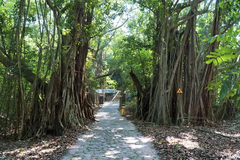 Old Trees on Hon Dau island