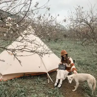 Plum blossom season in Moc Chau