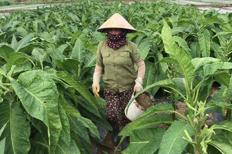 The difference between Haiphong tobacco offered to the King
