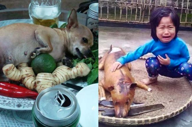 dog meat restaurants in Ninh Binh