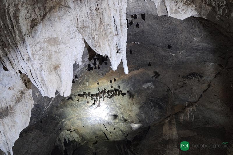 Bats in Gia Vi cave