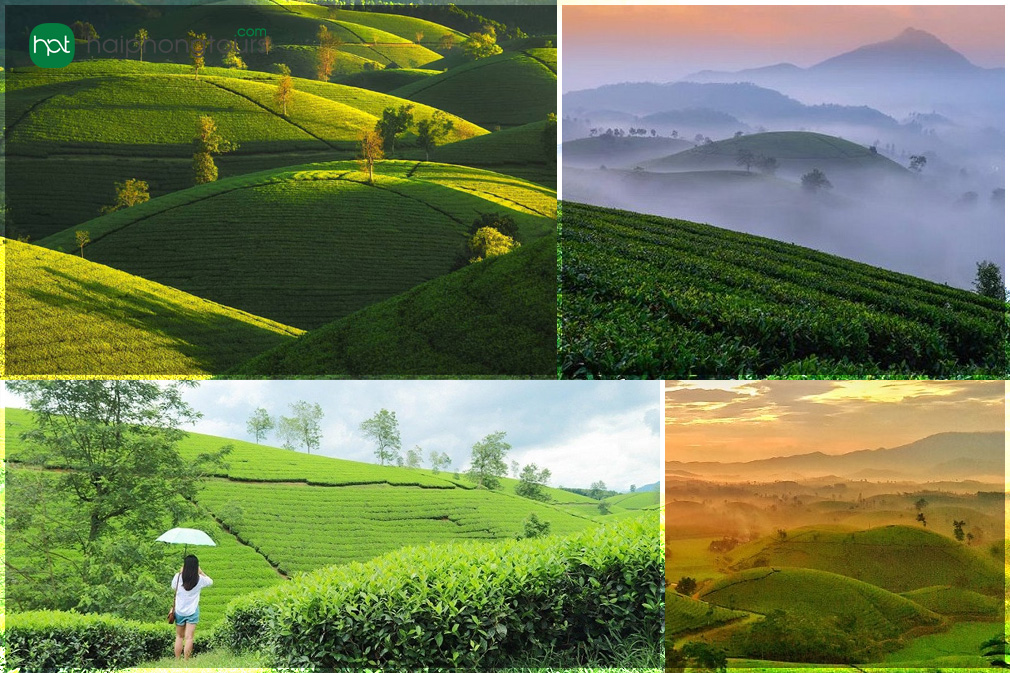 Long Coc tea plantation travel experience