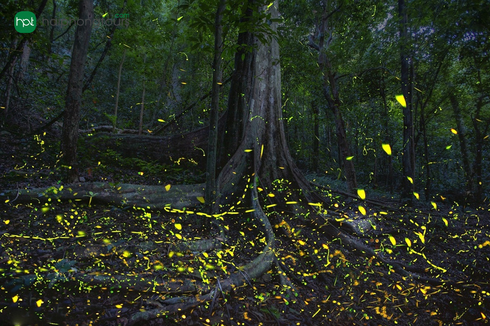 Thousands of Firefly