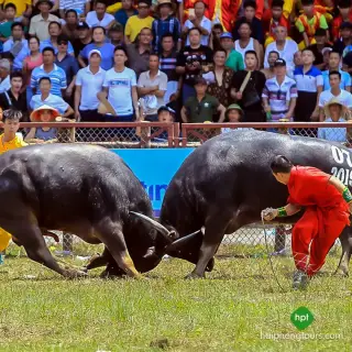 Do Son Buffalo Fighting Festival in Hai Phong